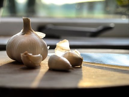 Garlic can fight chronic infections