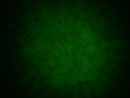 Descubren que las células de embriones se comunican químicamente