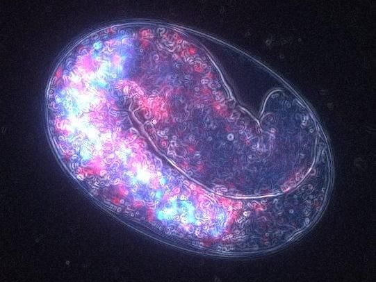 Why are genetically identical individuals different? Ask your mum!