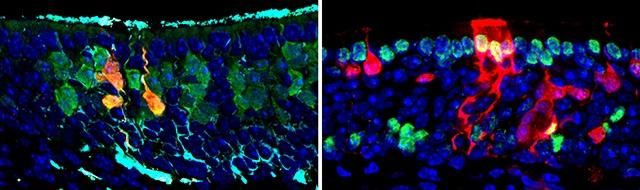 Jim Schwob and Brian Lin in Cell Stem Cell