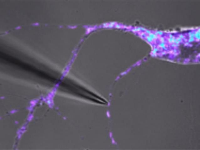 First DNA sequence from a single mitochondria