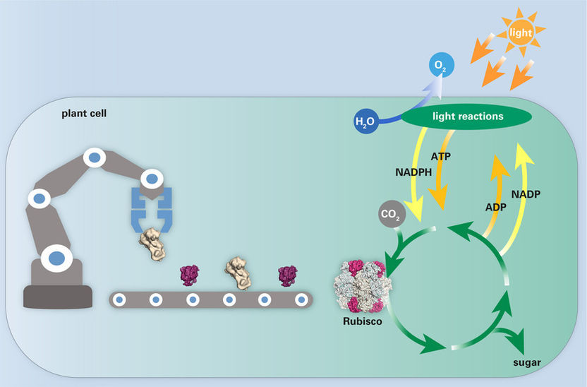 Illustration: Metz © MPI of Biochemistry