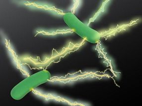Many more bacteria have electrically conducting filaments