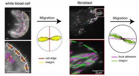 Live-cell microscopy reveals cell migration by direct forces