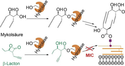Neuer Wirkstoff steigert Wirkung konventioneller Antibiotika erheblich