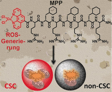 Mitochondrien von Krebszellen im Visier