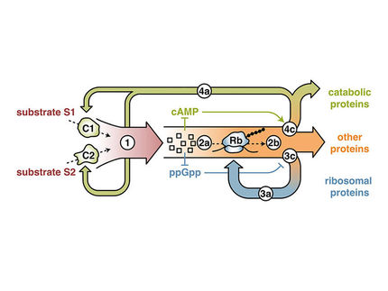 How do bacteria adapt?