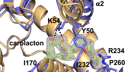 Natürliches Antibiotikum mit Potenzial als Krebsmedikament