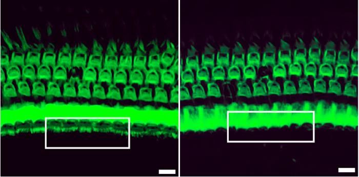 Gao et al. /Nature 2017