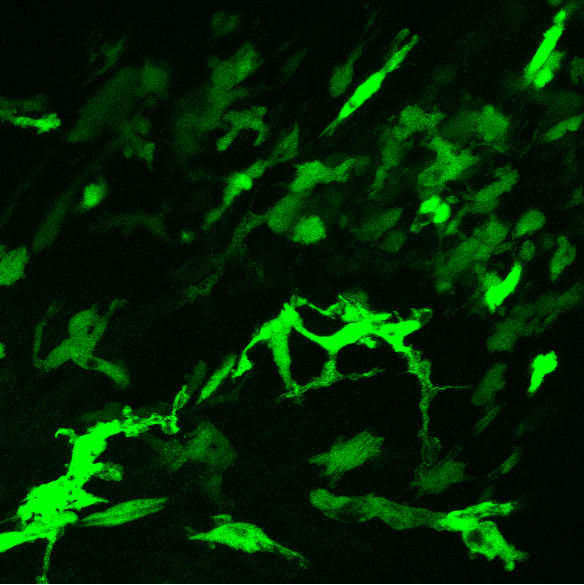 Max-Planck-Institut für Immunbiologie