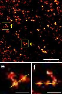 Lebende Zellen zum Fluoreszieren gebracht