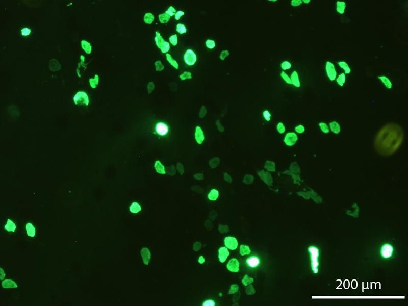 Lehrstuhl für Bioprozesstechnik