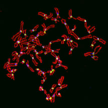 Molekularer Superkleber stabilisiert Chromosomen
