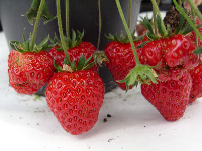 Forscher machen gute Erdbeeren noch besser