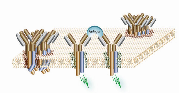 MPI für Immunbiologie