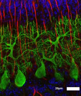 Merlin_zauberhafter Schalter neuronaler Netzwerke