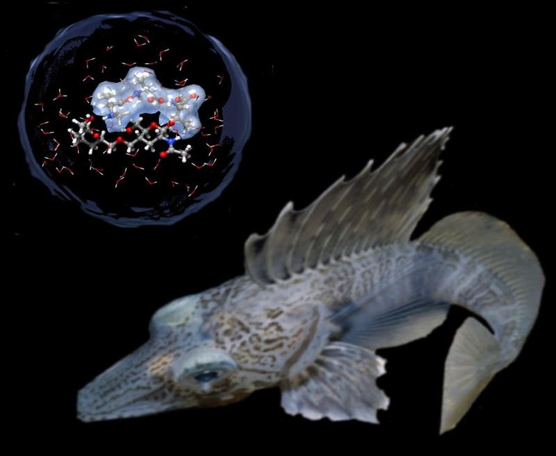 Why Fish Don't Freeze In The Arctic Ocean - Chemists Unmask Natural ...