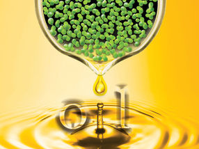 Brookhaven biochemists engineered duckweed, an aquatic plant, to produce large quantities of oil. If scaled up the approach could produce sustainable bio-based fuel without competing for high-value croplands while also potentially cleaning up agricultural wastewater.