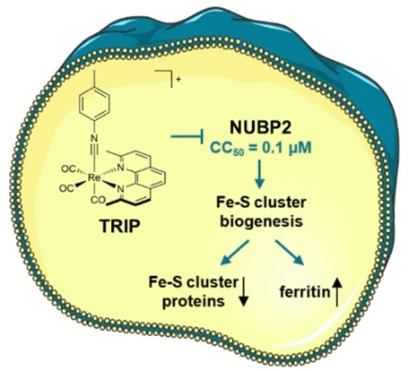 La lucha contra el cáncer de ovario - Complejo de tricarbonilo de renio con actividad antitumoral dirigido a la biogénesis de los clústeres de Fe-S