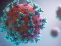Coronavirus: identification of new proteins that regulate infection