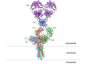 La structure moléculaire de l'un des récepteurs les plus importants du système immunitaire a été élucidée.