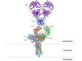 Desvelada la estructura molecular de uno de los receptores más importantes del sistema inmunitario