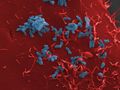 Antikörper verhindern Infektion von Zellen