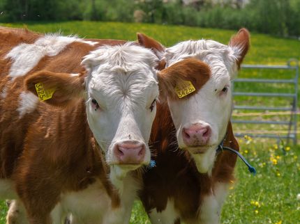 „Less meat, less heat“: Aktuelle Studie zeigt konkrete Auswirkungen einer Reduktion des Fleischkonsums