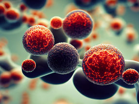 Alt gewordene Stammzellen verjüngen