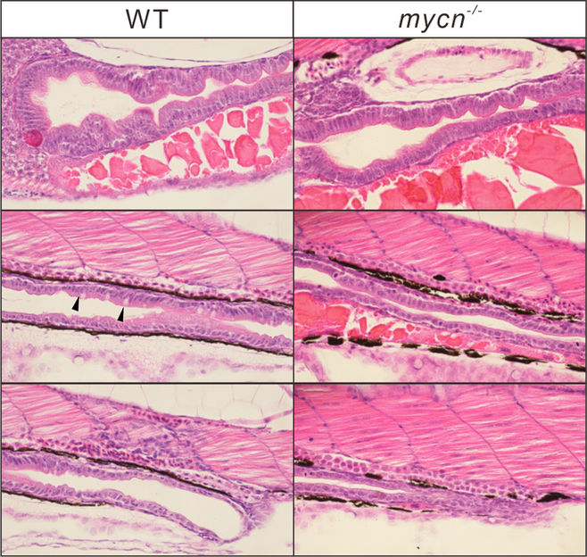 Li Y-F et al., 2022, PLOS Biology, CC-BY 4.0