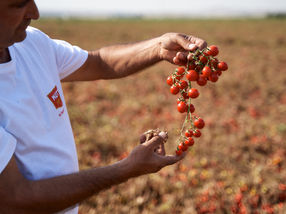 MUTTI Tomato Harvest 2022