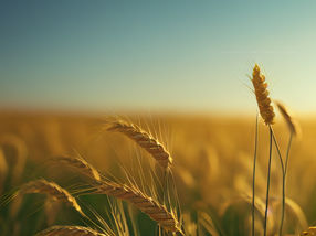 Gene shear protects barley