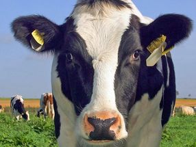 Werden Kühe zu Unrecht als Klimakiller bezeichnet? Forschende am FBN haben herausgefunden, dass die Klimaziele bei Methan mit einer effizienten Landwirtschaft erreicht werden können.