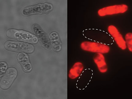 Yeast cells poisoned by toxins made by clonal cells. Dead cells are marked using a dye.