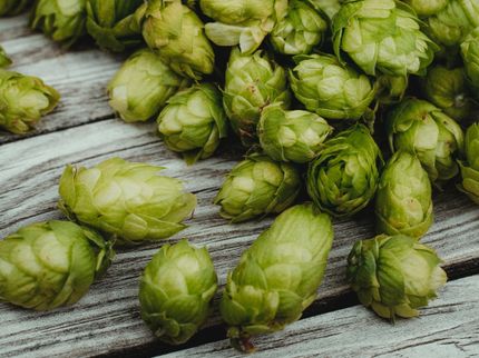 Beer hops compounds could help protect against Alzheimer’s disease