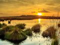 peatland