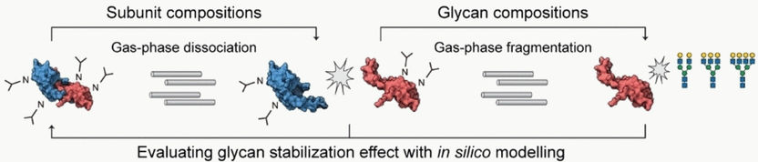 Pharmaka mit Zuckerketten - Native Top-Down-Massenspektrometrie beleuchtet Rolle von Glykanen bei Proteinoligomeren