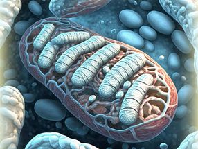 Las centrales eléctricas de las células: Las mitocondrias tienen un mecanismo de eliminación de residuos para deshacerse del ADNmt mutado