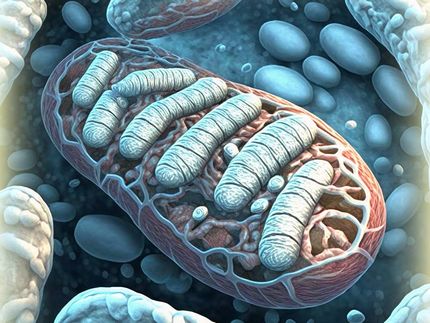 Les centrales électriques des cellules : Les mitochondries disposent d'un mécanisme d'élimination des déchets pour se débarrasser de l'ADNmt muté