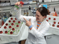Nevena Maslać with batch cultures of Methanothermococcus thermolithotrophicus