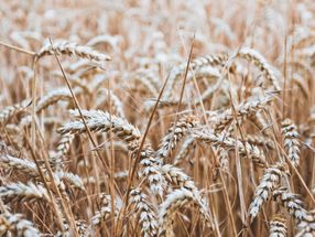 Le Canada publie son rapport sur la récolte de blé 2022