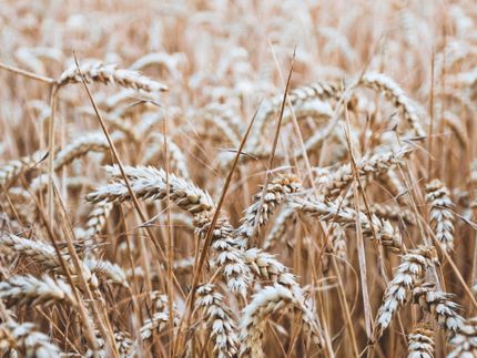 Canadá publica su informe sobre la cosecha de trigo de 2022