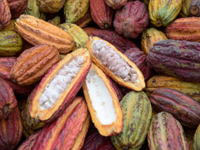 Rückverfolgbar bis zur Erzeugerorganisation: Kakao für Ritter Sport Schokolade