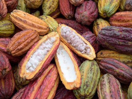 Traçabilité jusqu'à l'organisation de producteurs : le cacao pour le chocolat Ritter Sport