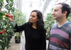 Carmen Catalá and Philippe Nicolas examine tomatoes in a BTI greenhouse.