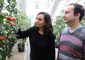 Carmen Catalá and Philippe Nicolas examine tomatoes in a BTI greenhouse.