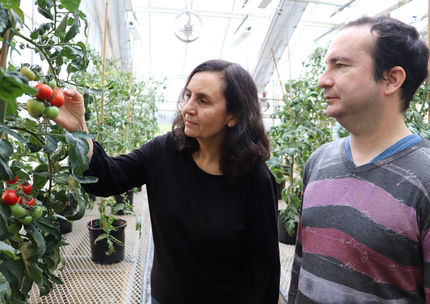 Carmen Catalá und Philippe Nicolas untersuchen Tomaten in einem BTI-Gewächshaus.