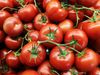 Soon tomatoes in short supply? - British farmers warn of supply crisis