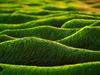 Algae as a beacon of hope?
