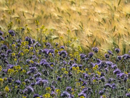TU Berlin: Mehrheit sieht Lebensmittelindustrie in der Pflicht, sich für biologische Vielfalt einzusetzen